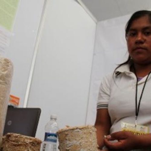 Proyecto ‘Leña ecológica’ da reconocimiento a estudiantes de Oaxaca