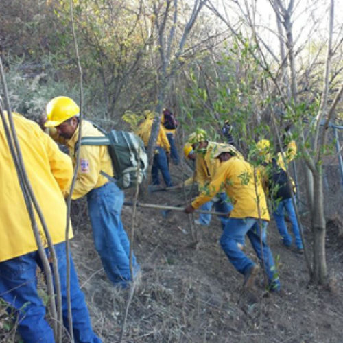 Realizan acciones de prevención y combate de incendios forestales en el Cerro del Fortín