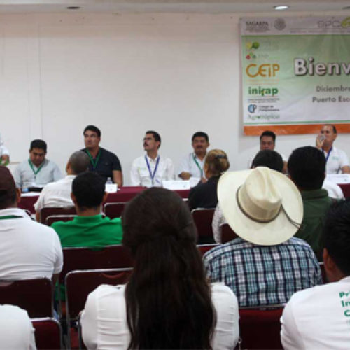 Oaxaca, tercer lugar nacional en producción de limón: SEDAPA