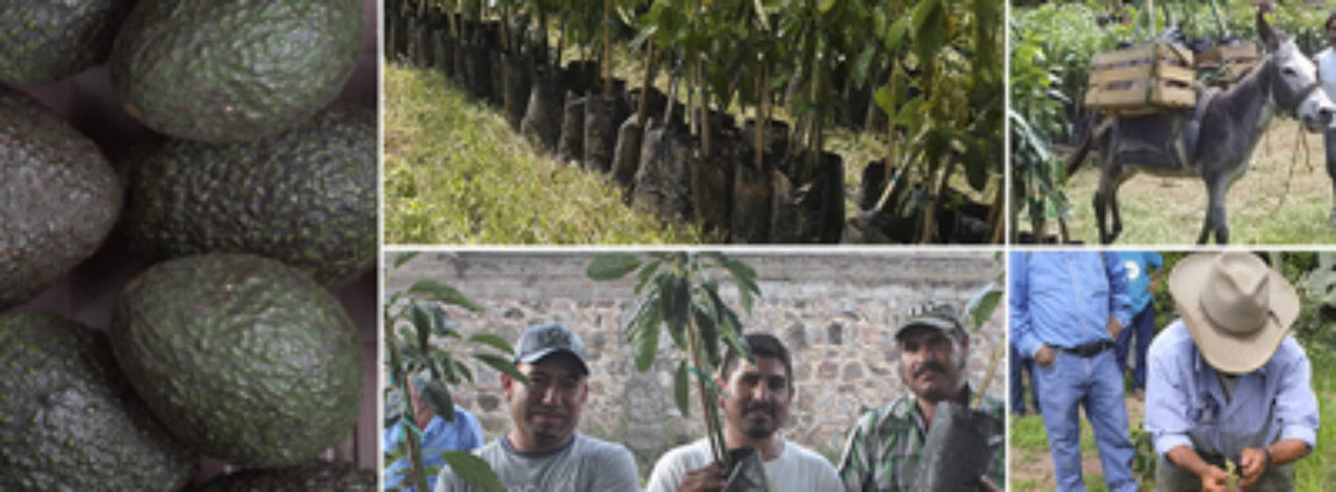 Despunta Oaxaca en producción agrícola, pecuaria, pesquera y acuícola