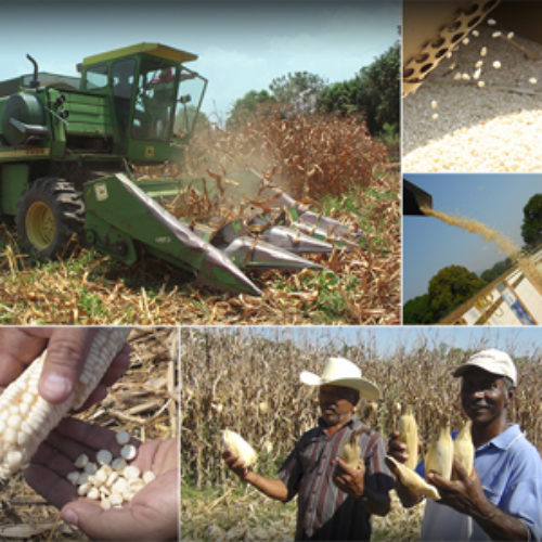 En el último quinquenio, cuadruplica Oaxaca producción de maíz: Narváez Labastida