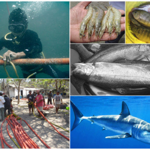 Diversificará SEDAPA producción pesquera en litoral oaxaqueño