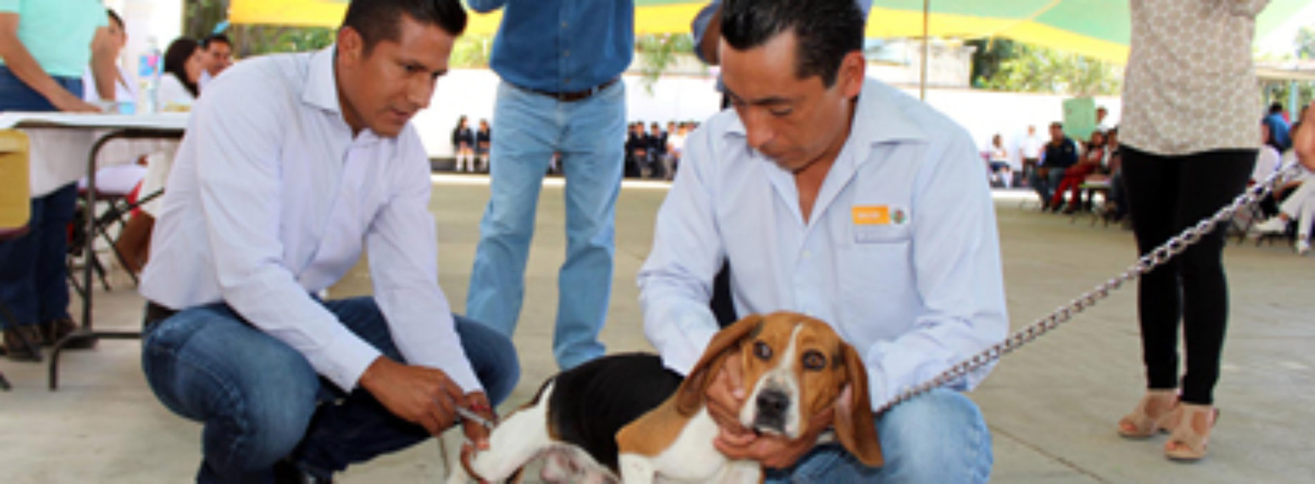 Arranca SSO Semana Nacional de Vacunación Antirrábica canina y felina