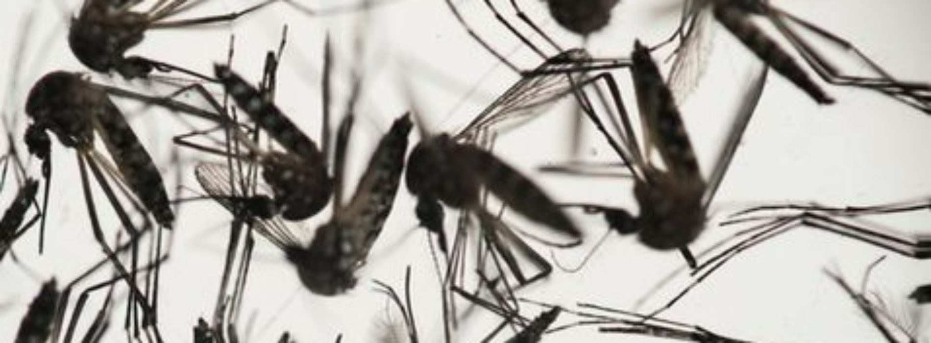 Ssa realizará campaña nacional para combatir zika