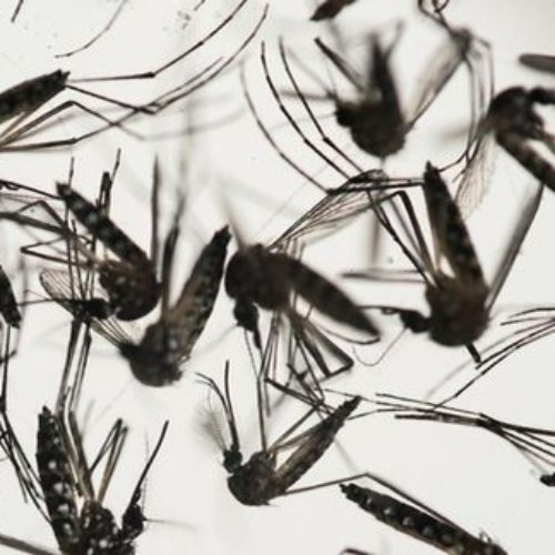 Ssa realizará campaña nacional para combatir zika