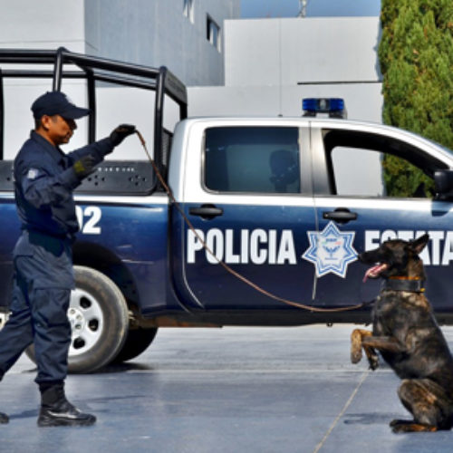 Unidad Canina de Oaxaca al servicio de tu seguridad