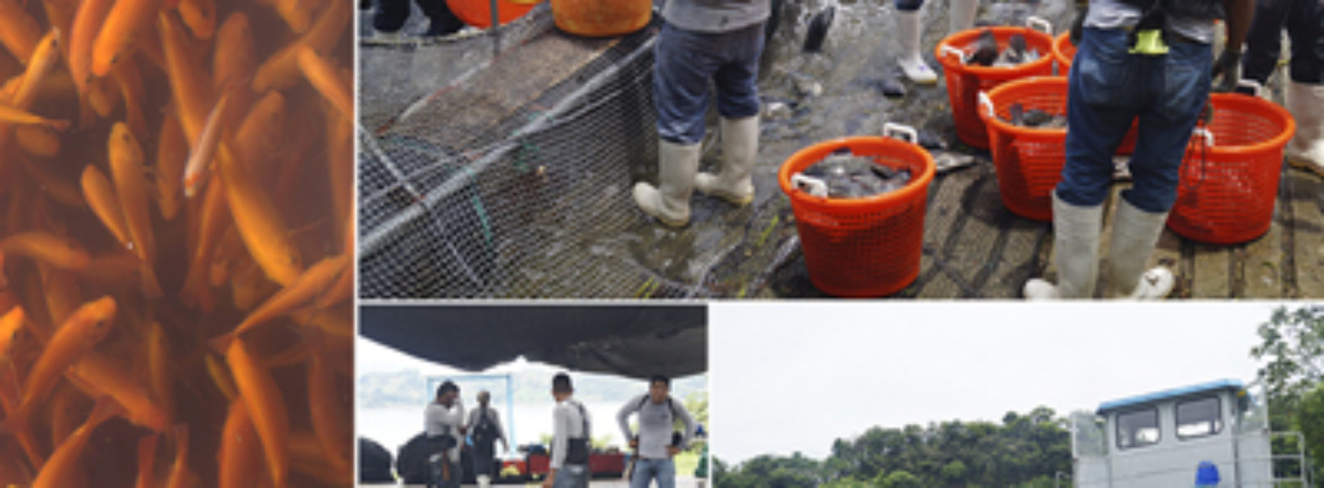 Realizan productores oaxaqueños gira de intercambio tecnológico con granjas acuícolas de Chiapas