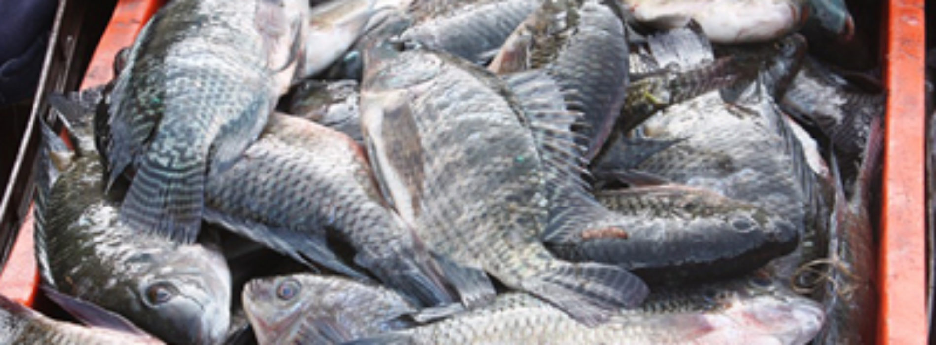 Se mantiene a la alza producción pesquera y acuícola de Oaxaca