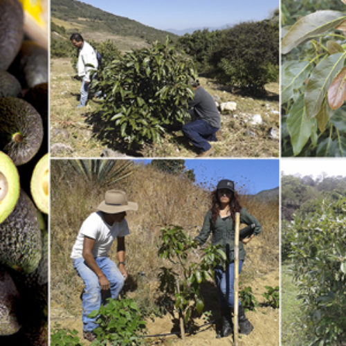 Realizan padrón de productores de aguacate de Oaxaca