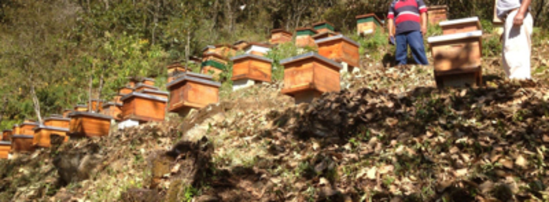 Producción de miel, principal generadora de empleos, riqueza y divisas en Oaxaca