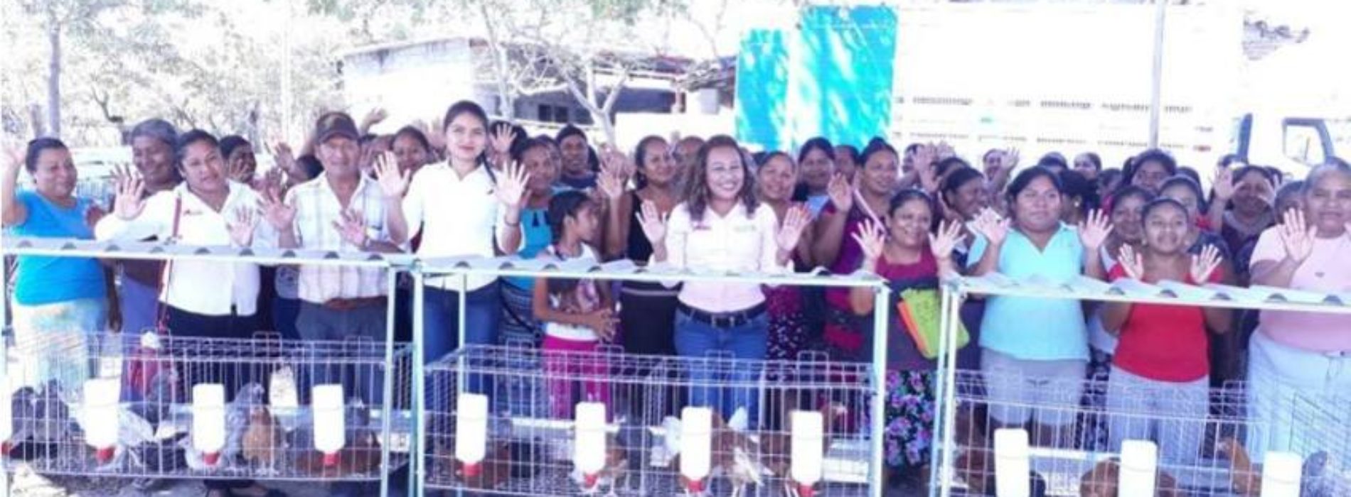 SEGUNDA ETAPA DE ENTREGA DE GALLINAS PONEDORAS.