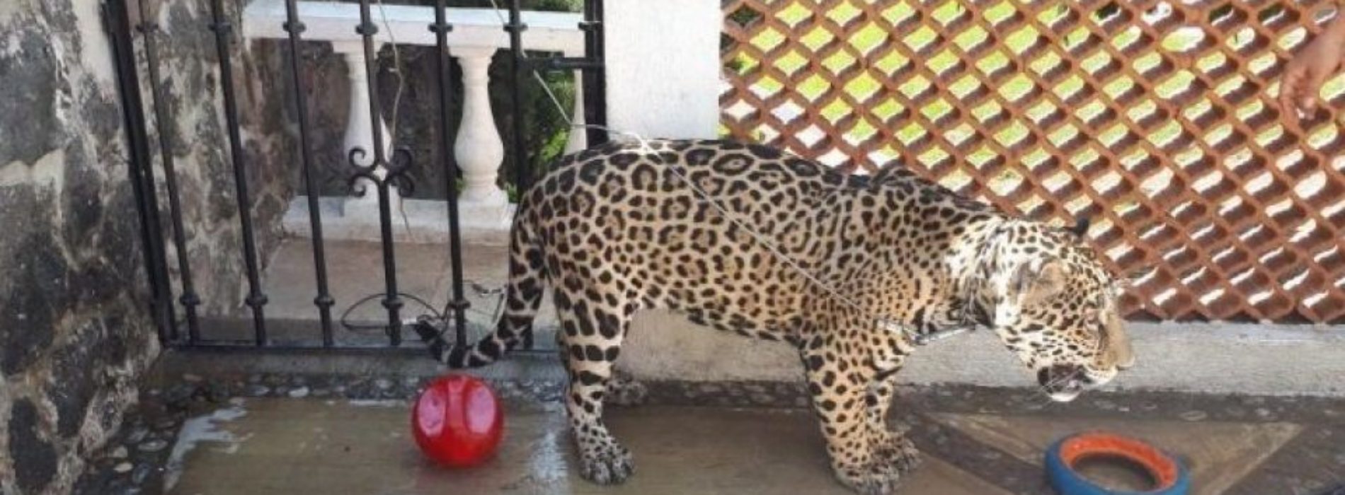 Aseguran jaguar en Cuernavaca; vivía en patio de una casa
sin garras y sin colmillos