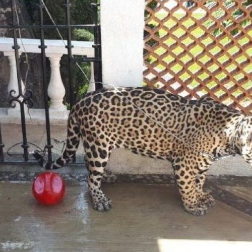 Aseguran jaguar en Cuernavaca; vivía en patio de una casa
sin garras y sin colmillos