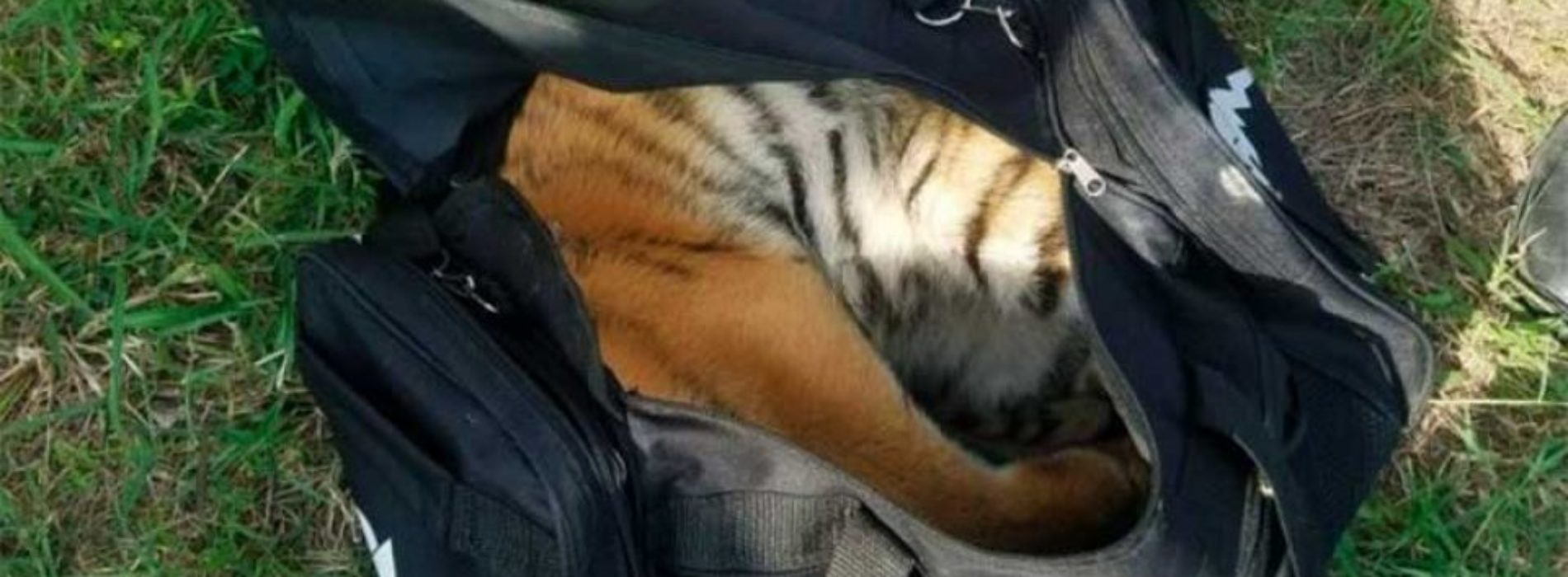 Abandonan cachorro de tigre asiático en la frontera con EU;
buscaban cruzarlo en una bolsa