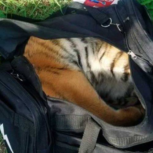 Abandonan cachorro de tigre asiático en la frontera con EU;
buscaban cruzarlo en una bolsa