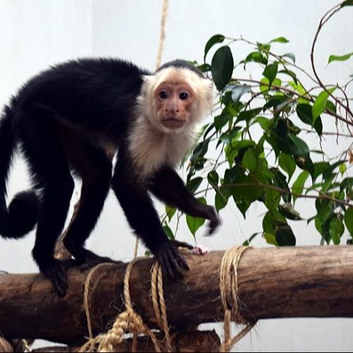 Mono capuchino se recupera de las lesiones y del exceso de
azúcar que le provocó comer pan y frutas