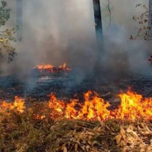 Incendios forestales consumen 19 mil hectáreas en
Oaxaca