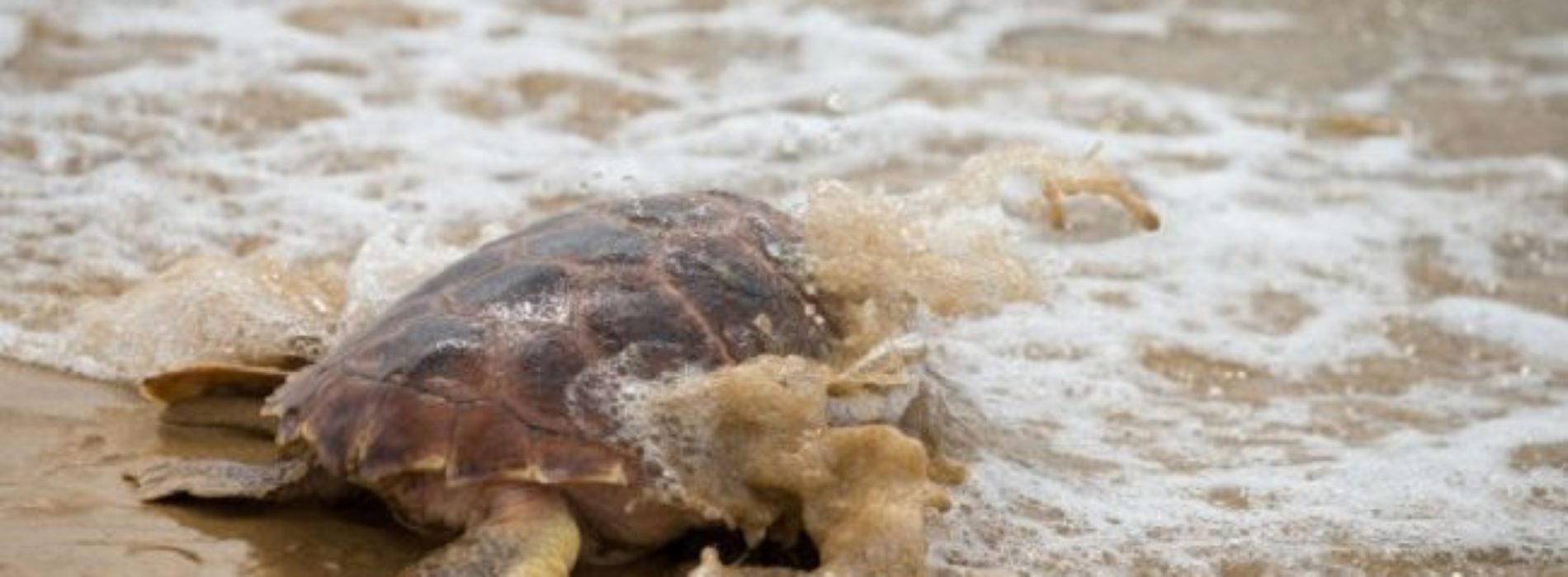 ¿Qué está pasando en las costas mexicanas? Ahora encuentran
105 tortugas muertas