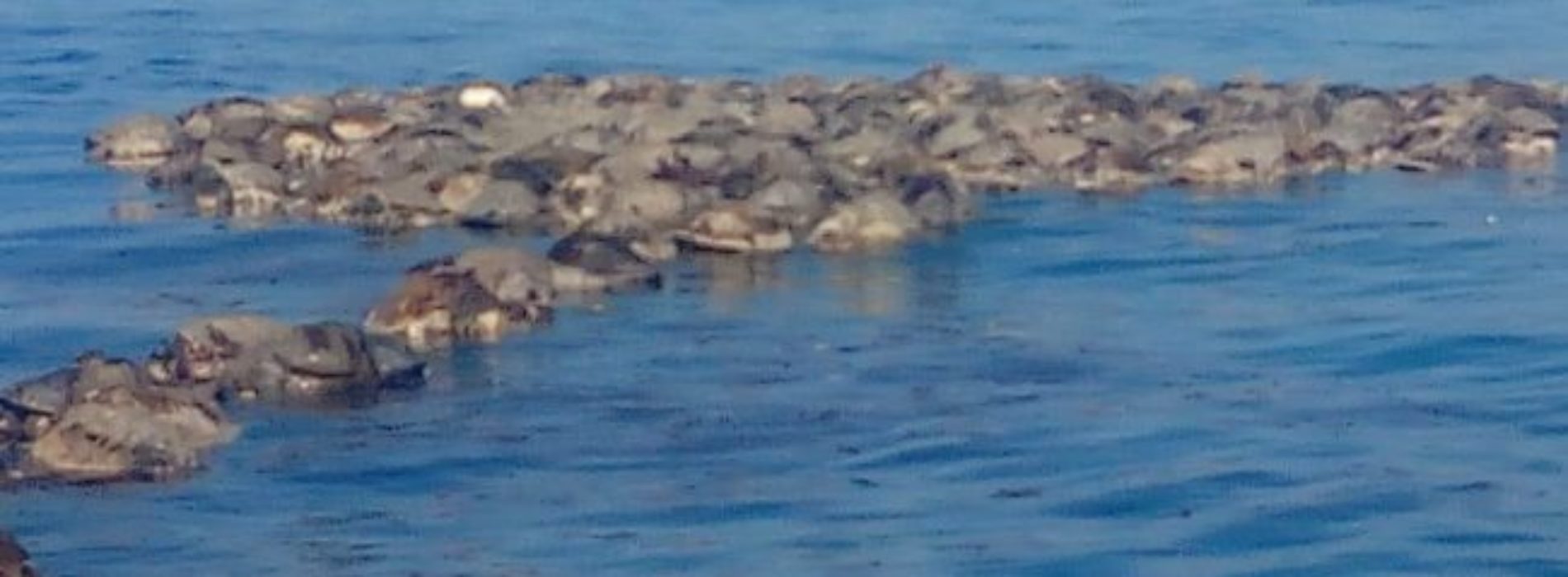 Enmallamiento de tortugas marinas en la Costa de Oaxaca se
realizó con red prohida de pesca: Profepa