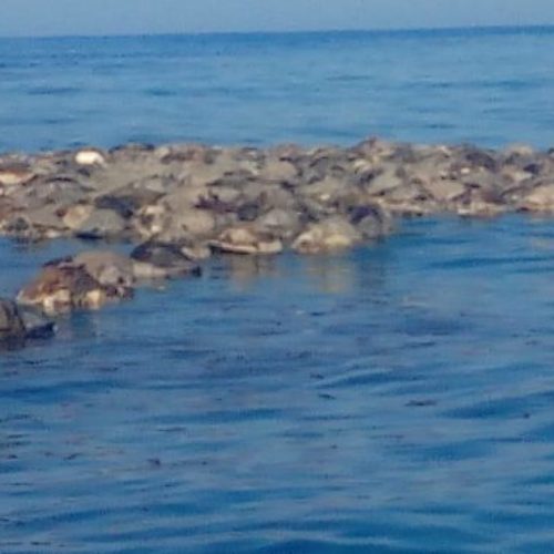Enmallamiento de tortugas marinas en la Costa de Oaxaca se
realizó con red prohida de pesca: Profepa