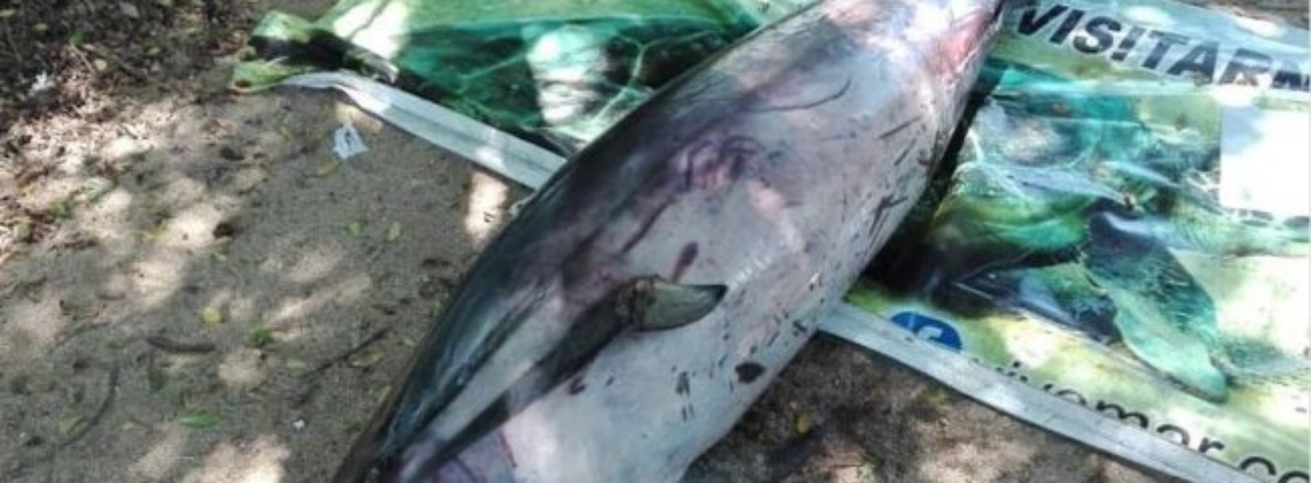 Atiende Profepa varamiento de delfín muerto en la
Costa