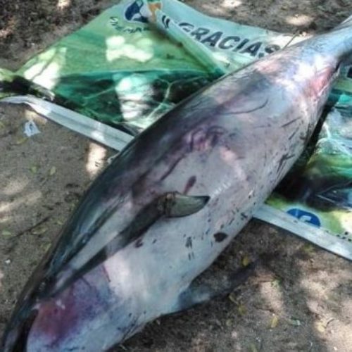 Atiende Profepa varamiento de delfín muerto en la
Costa