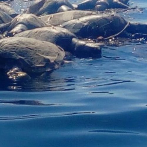 Profepa responsabiliza a pescadores locales por la muerte de
tortugas en Oaxaca