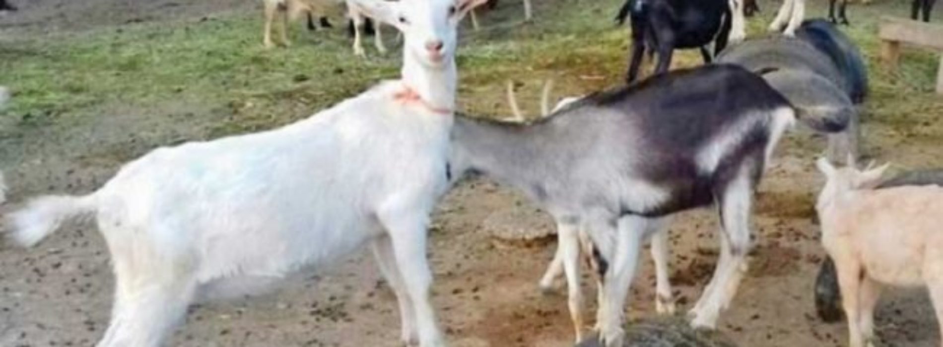 Apuesta Oaxaca a cabra de raza pura; buscan ‘denominación de
origen’