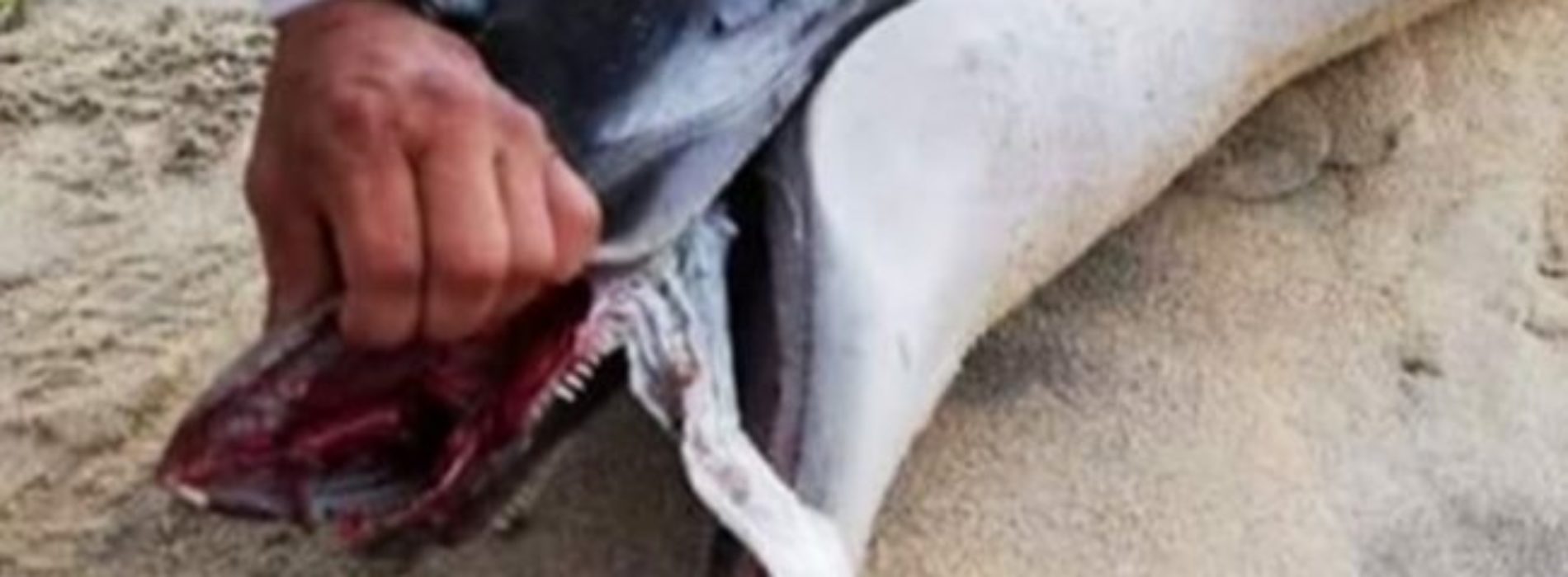 Delfín se asfixia con pañal; aparece muerto en playa de
Oaxaca