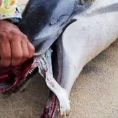 Delfín se asfixia con pañal; aparece muerto en playa de
Oaxaca