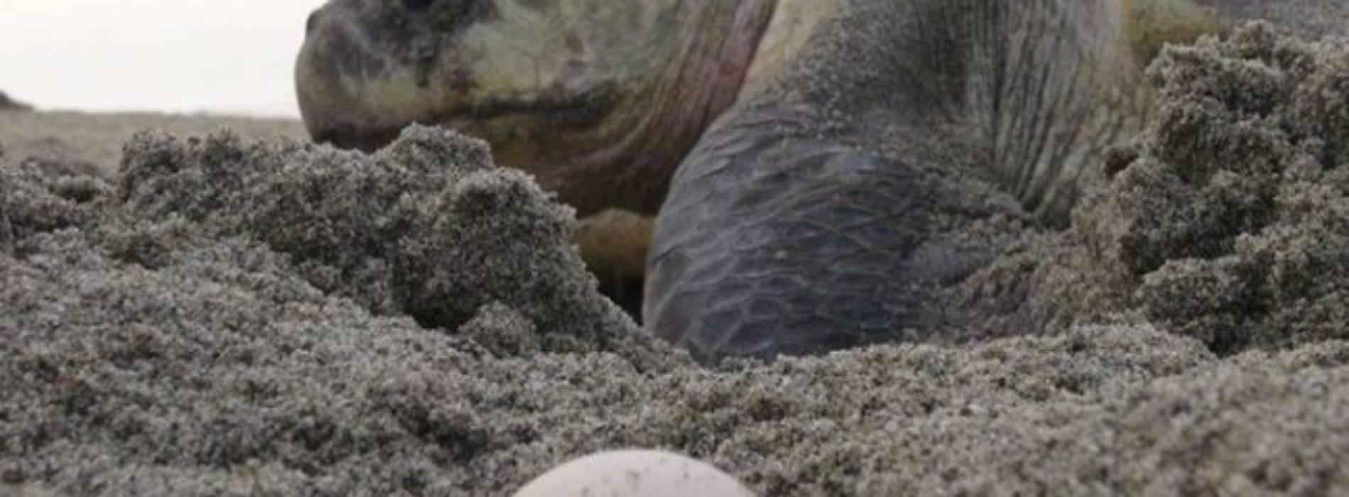 Federales aseguran más de mil huevos de tortuga en
Oaxaca