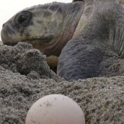 Federales aseguran más de mil huevos de tortuga en
Oaxaca