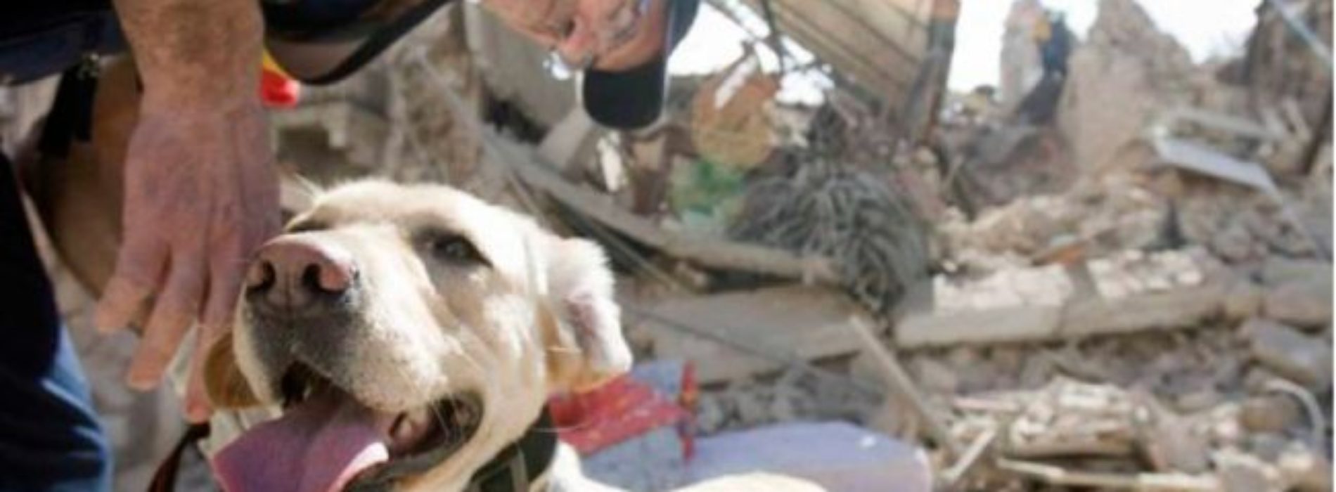 Reconocen a los 14 binomios caninos participantes en sismos
de Oaxaca
