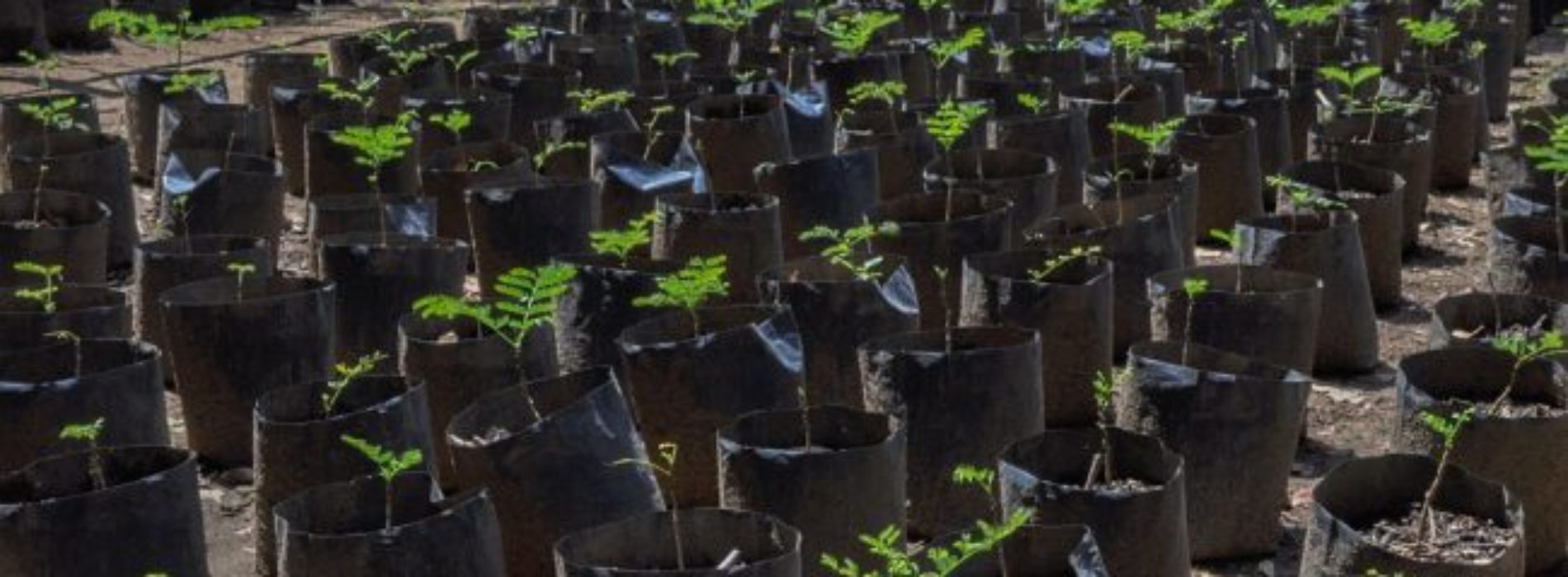 Árboles producidos en vivero del Bosque “El Tequio”
coadyuvan a reforestación de 11 municipios