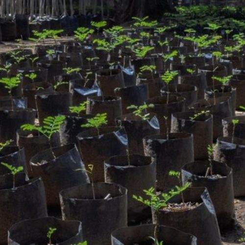 Árboles producidos en vivero del Bosque “El Tequio”
coadyuvan a reforestación de 11 municipios