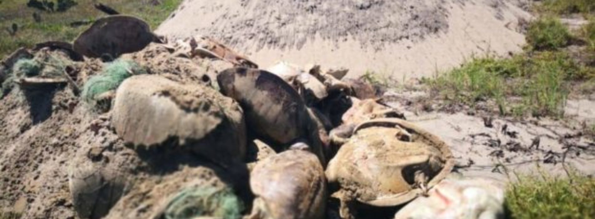 Oaxaca, cementerio de tortugas; acusan negligencia de
autoridades