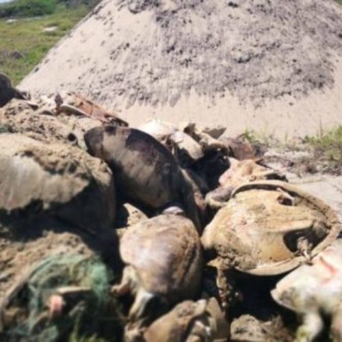 Oaxaca, cementerio de tortugas; acusan negligencia de
autoridades