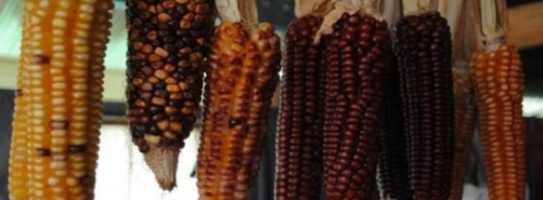 El extraordinario maíz de México que se fertiliza a sí mismo
y que puede revolucionar la agricultura en el mundo