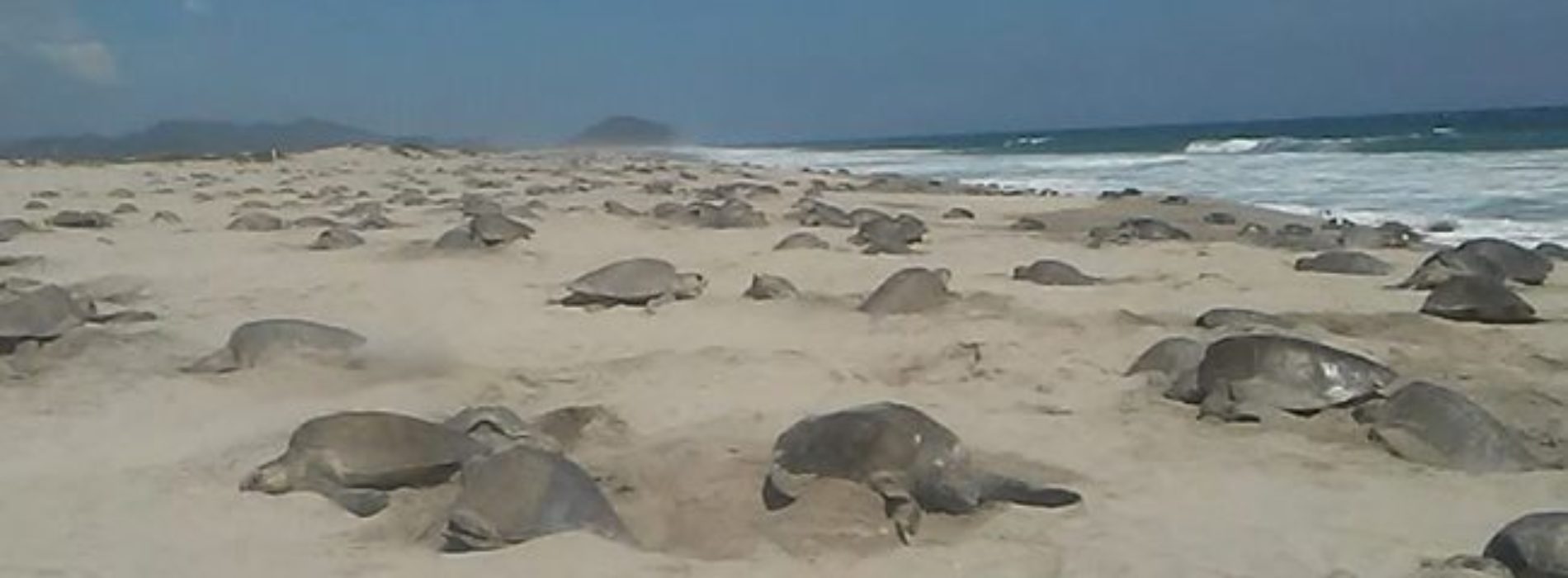 Semar vigila costas de Oaxaca para garantizar desove de
tortuga Golfina