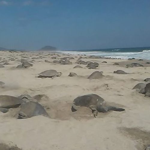 Semar vigila costas de Oaxaca para garantizar desove de
tortuga Golfina