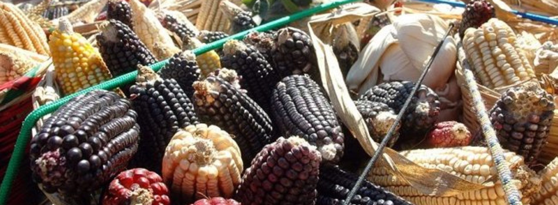 Sagarpa deberá informar sobre el caso de presunta piratería
de maíz mixe en Oaxaca