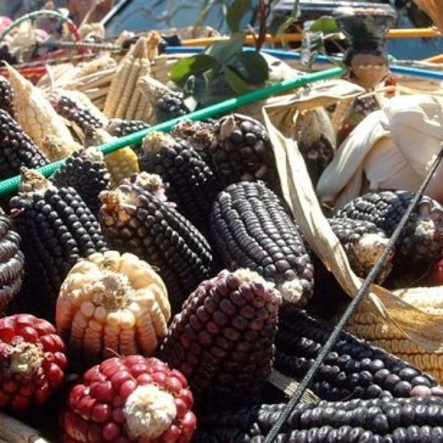 Sagarpa deberá informar sobre el caso de presunta piratería
de maíz mixe en Oaxaca