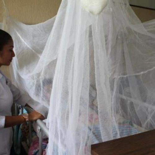 Cuatro muertos por dengue en Oaxaca, confirma SSO; tres son menores