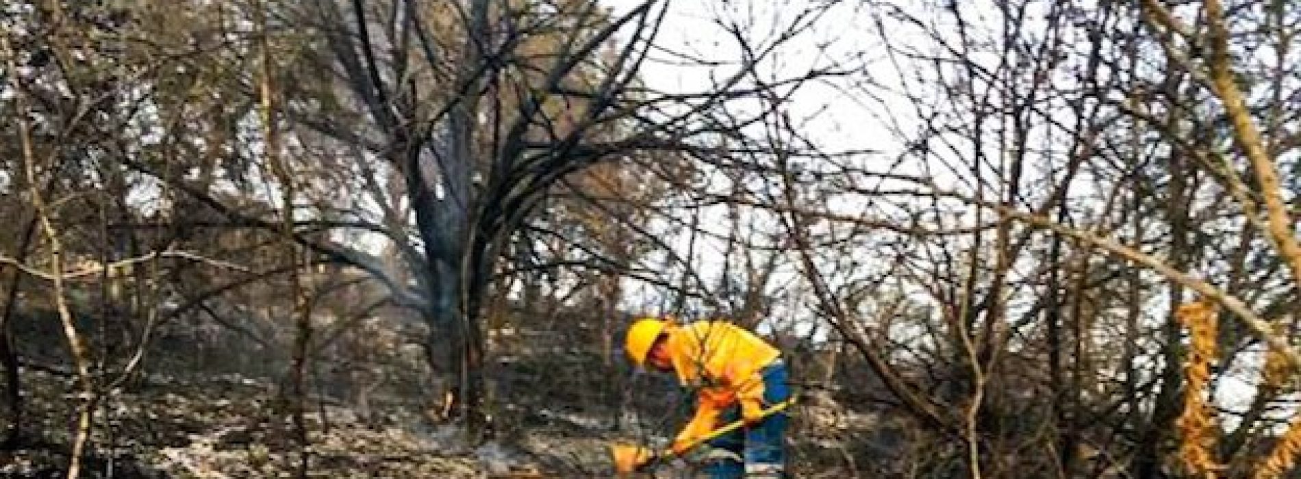 Logran combatir incendio en la zona boscosa de la Villa de Etla