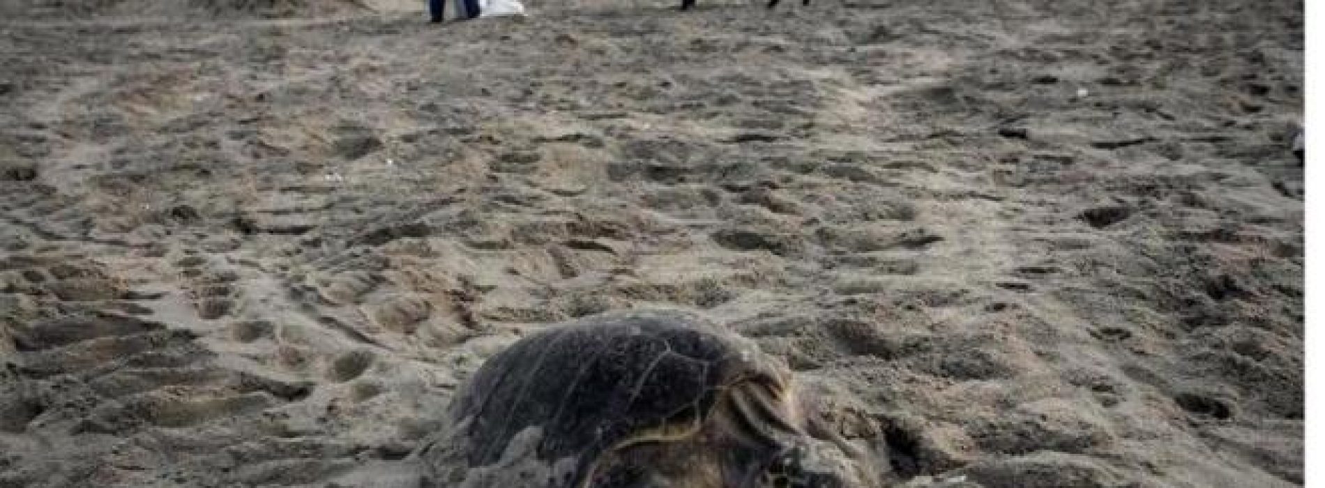 Aseguran huevos de tortugas en la costa de Oaxaca