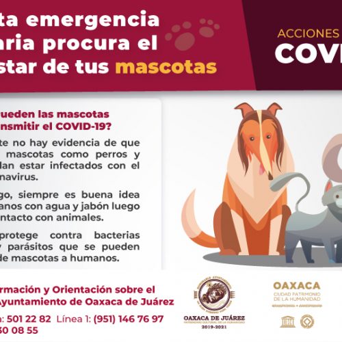 Exhorta Ayuntamiento de Oaxaca a procurar el bienestar animal en emergencia sanitaria