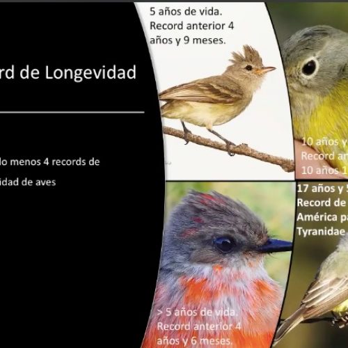 Oaxaca, sitio privilegiado para el monitoreo y estudio de aves: Semaedeso