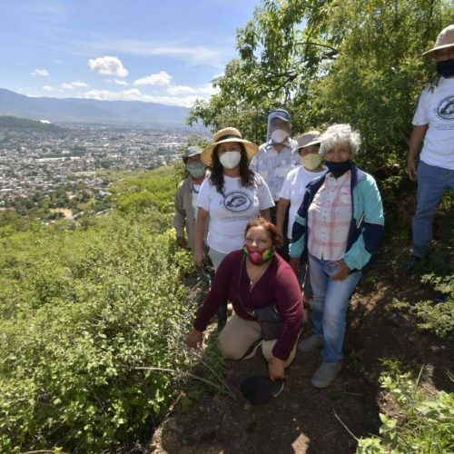 Dona Ayuntamiento 120 árboles para reforestar perímetro de la colonia Monte Albán