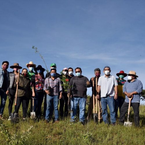 Se pierden en Oaxaca 30 mil hectáreas de bosque al año, comienza Diputado Horacio Sosa jornada de reforestación