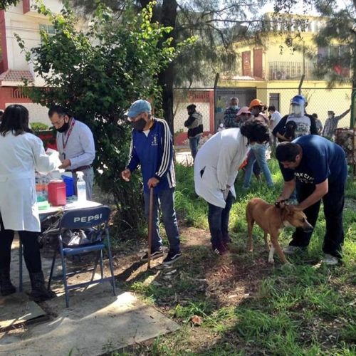 Oaxaca cumple 20 años sin Rabia Humana por mordedura de perro: SSO
